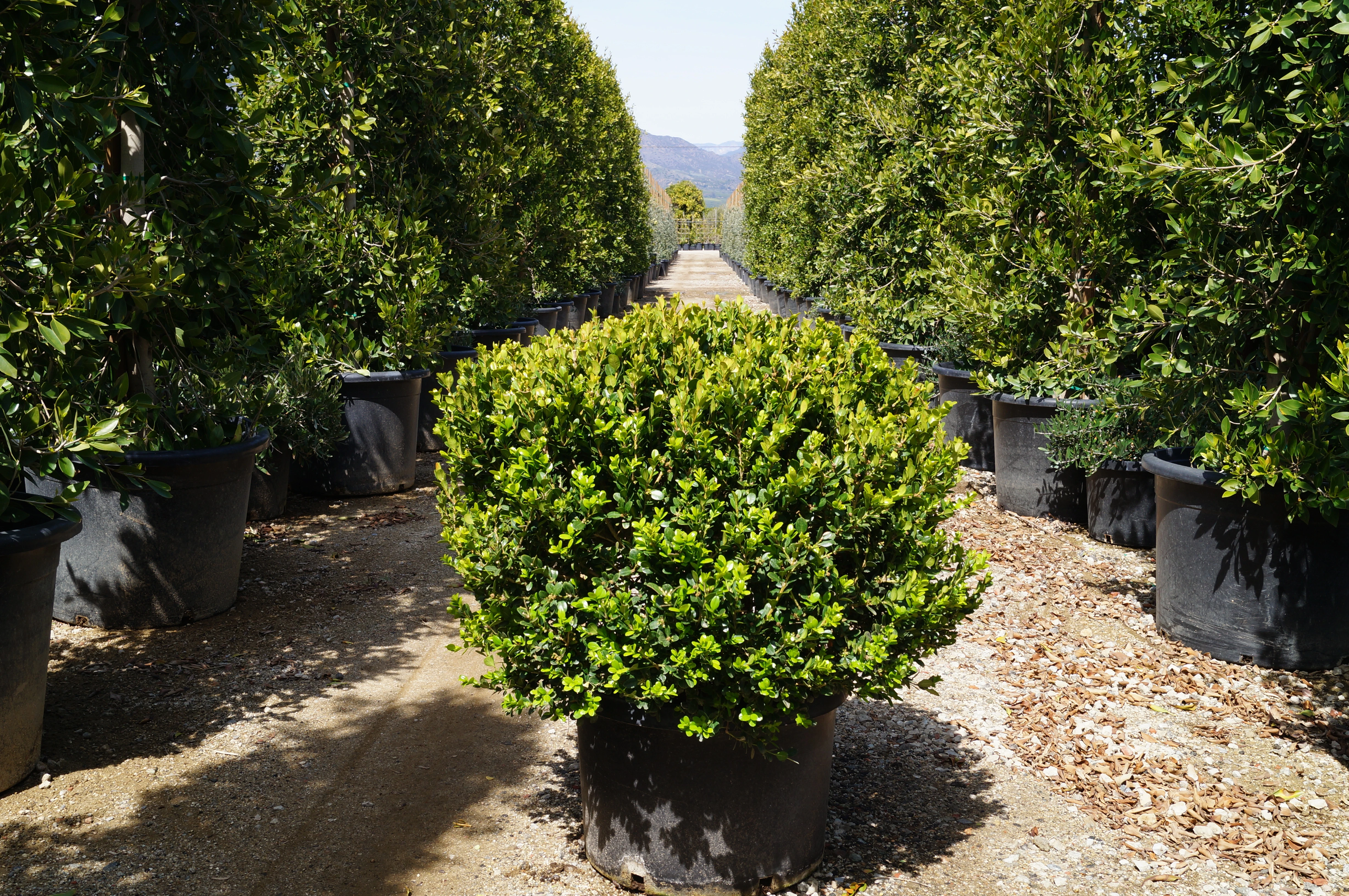 Evergreen shrubs