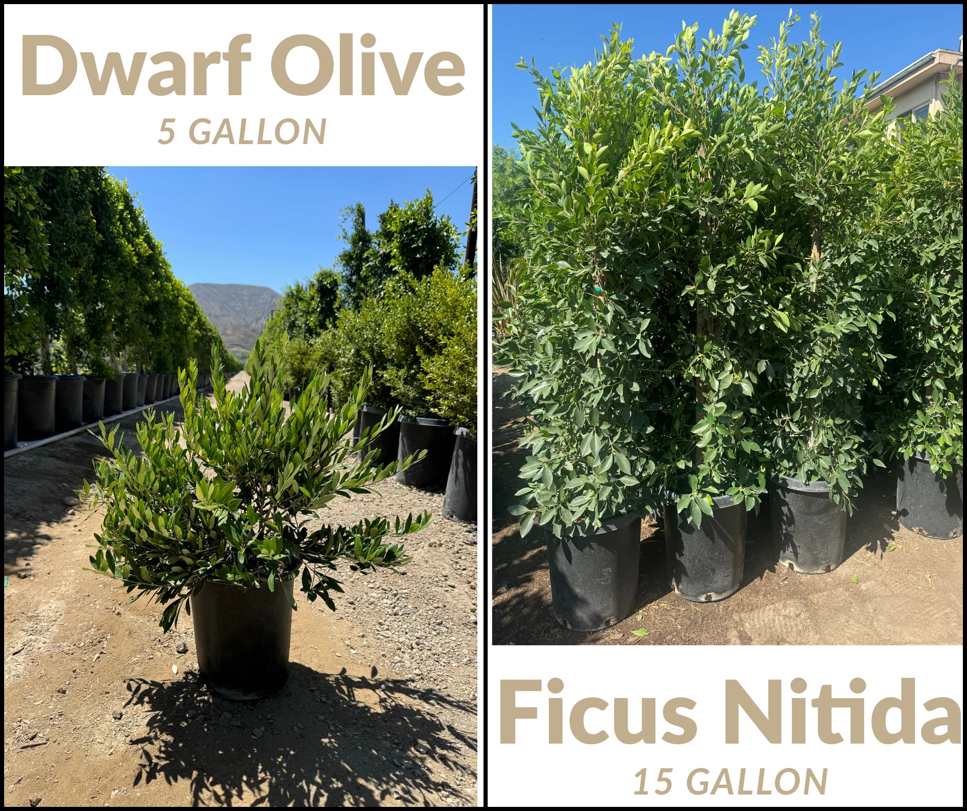 Ficus Trees (Indian Laurel) and Fruitless Dwarf Olives