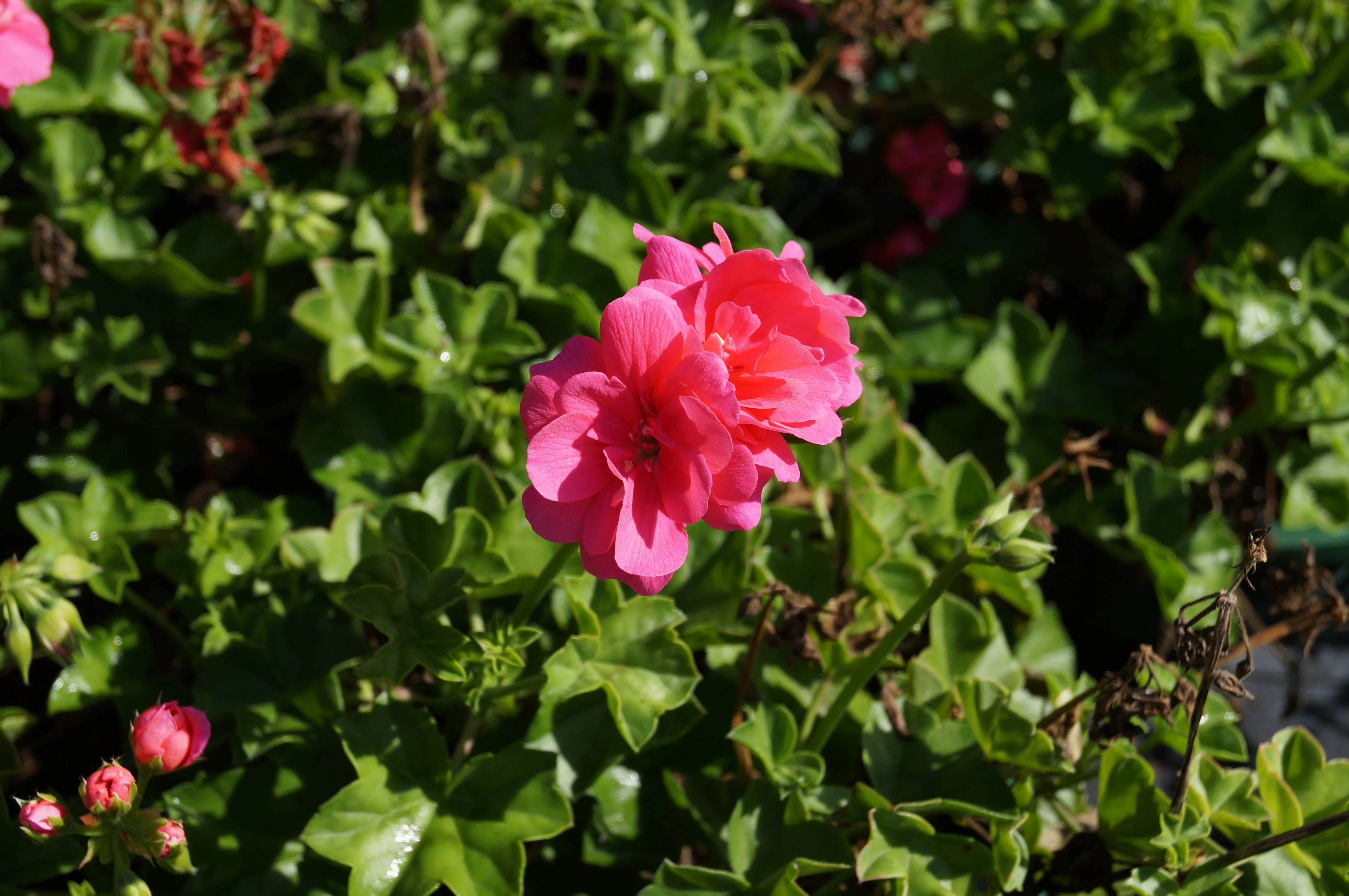 Flowering plants