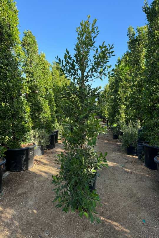 Rows of Ficus Nitida privacy hedges growing at VN Nursery
