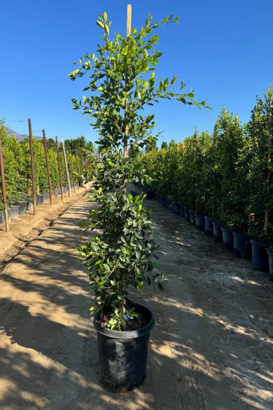 Young staked Ficus Nitida hedge growing at VN Nursery, over 2,000 in stock