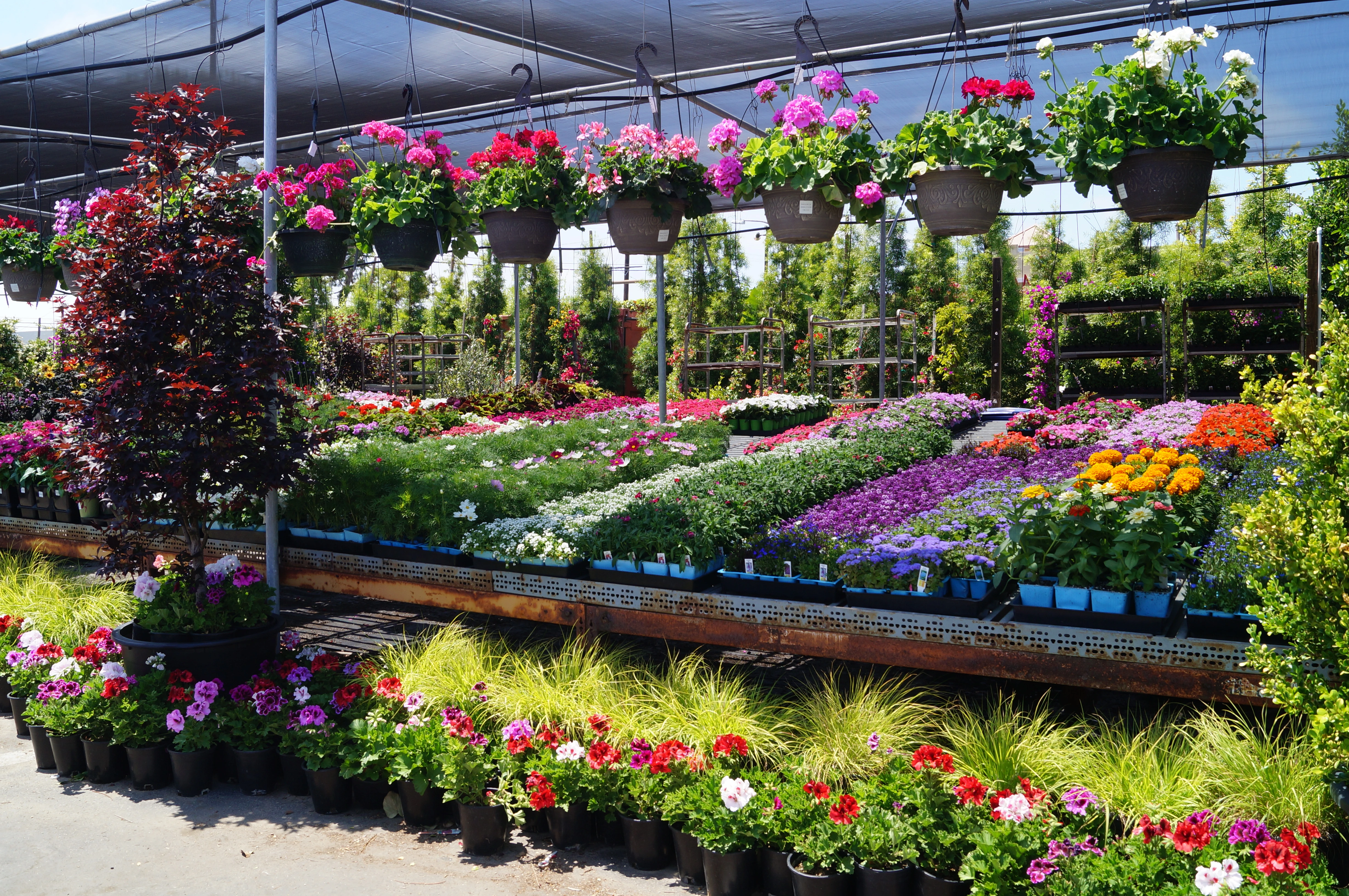 Enhance your landscaping with hardy perennial blooms and lush privacy hedges