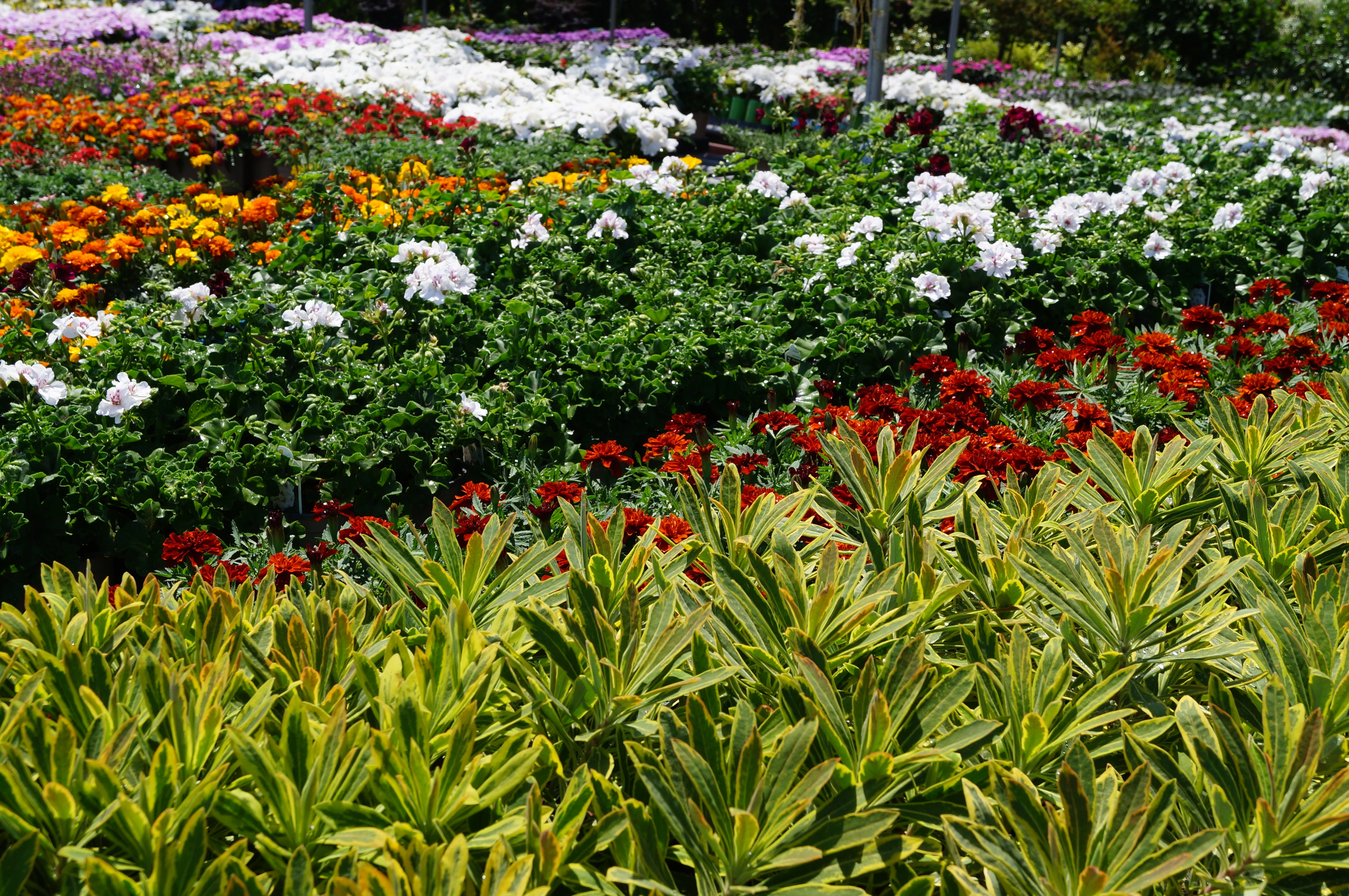 Shop our selection of stunning easy-care perennial primroses