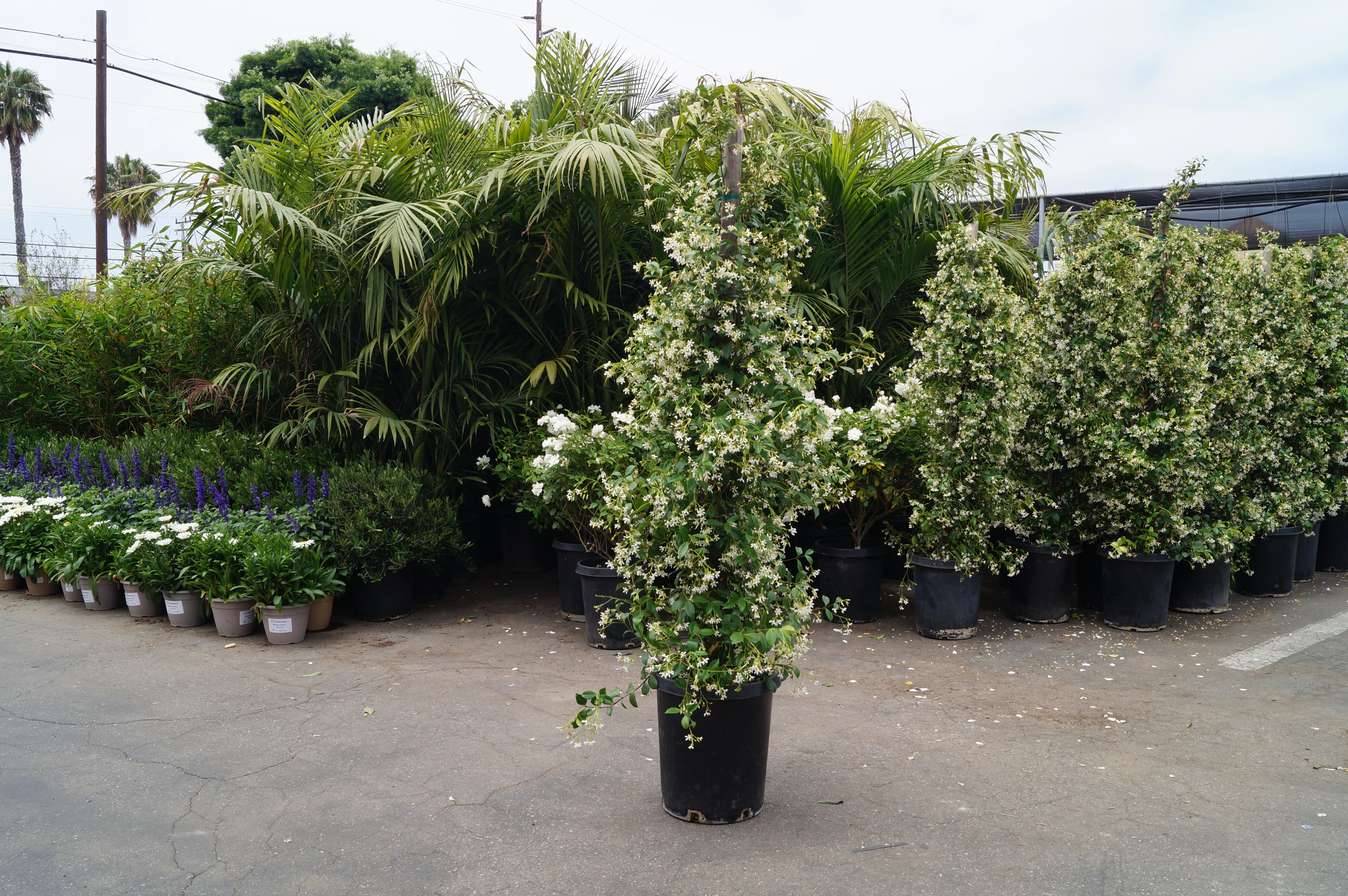 Our expansive nursery grows all varieties of plants