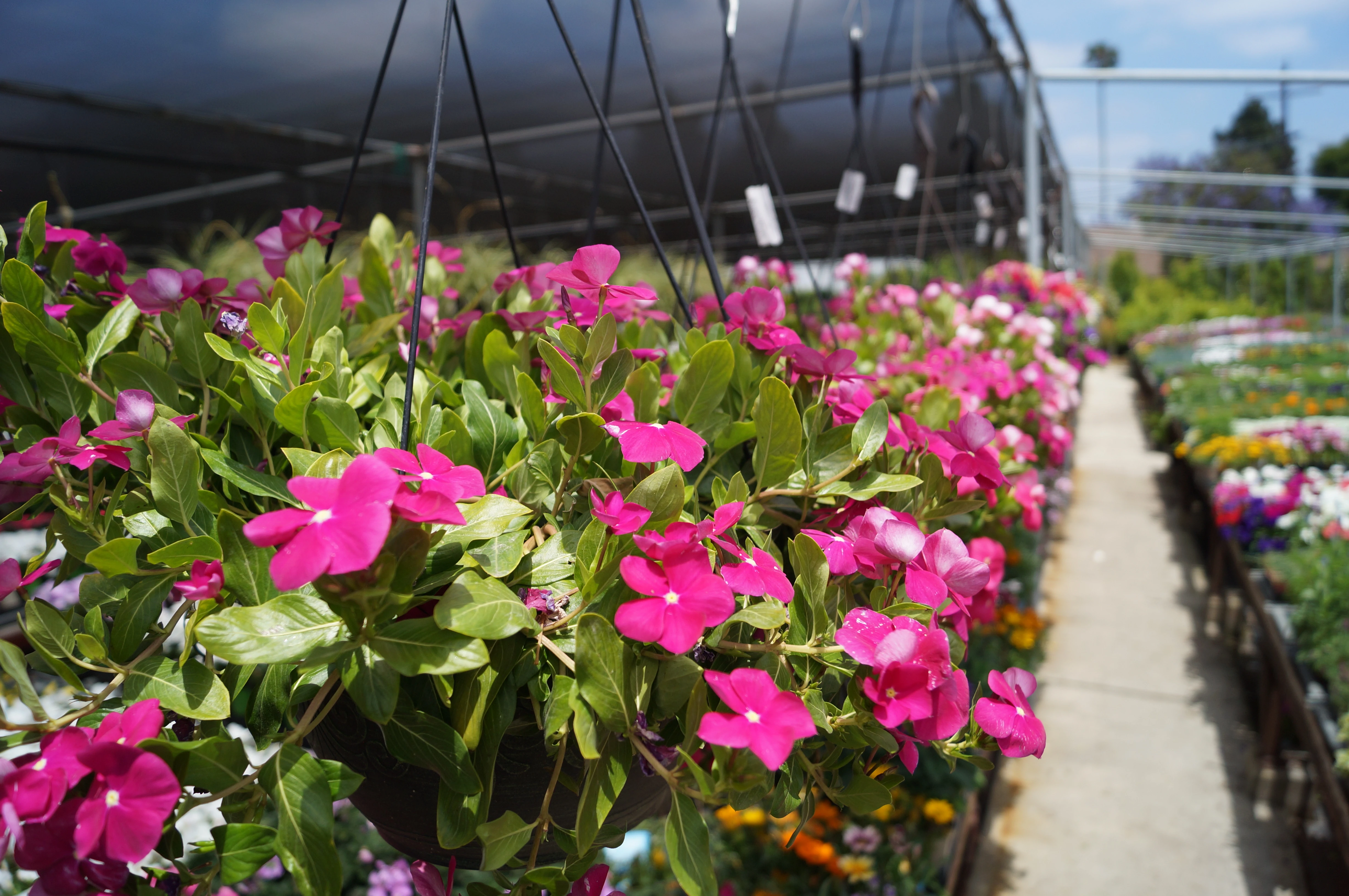 Premium plants and landscaping materials