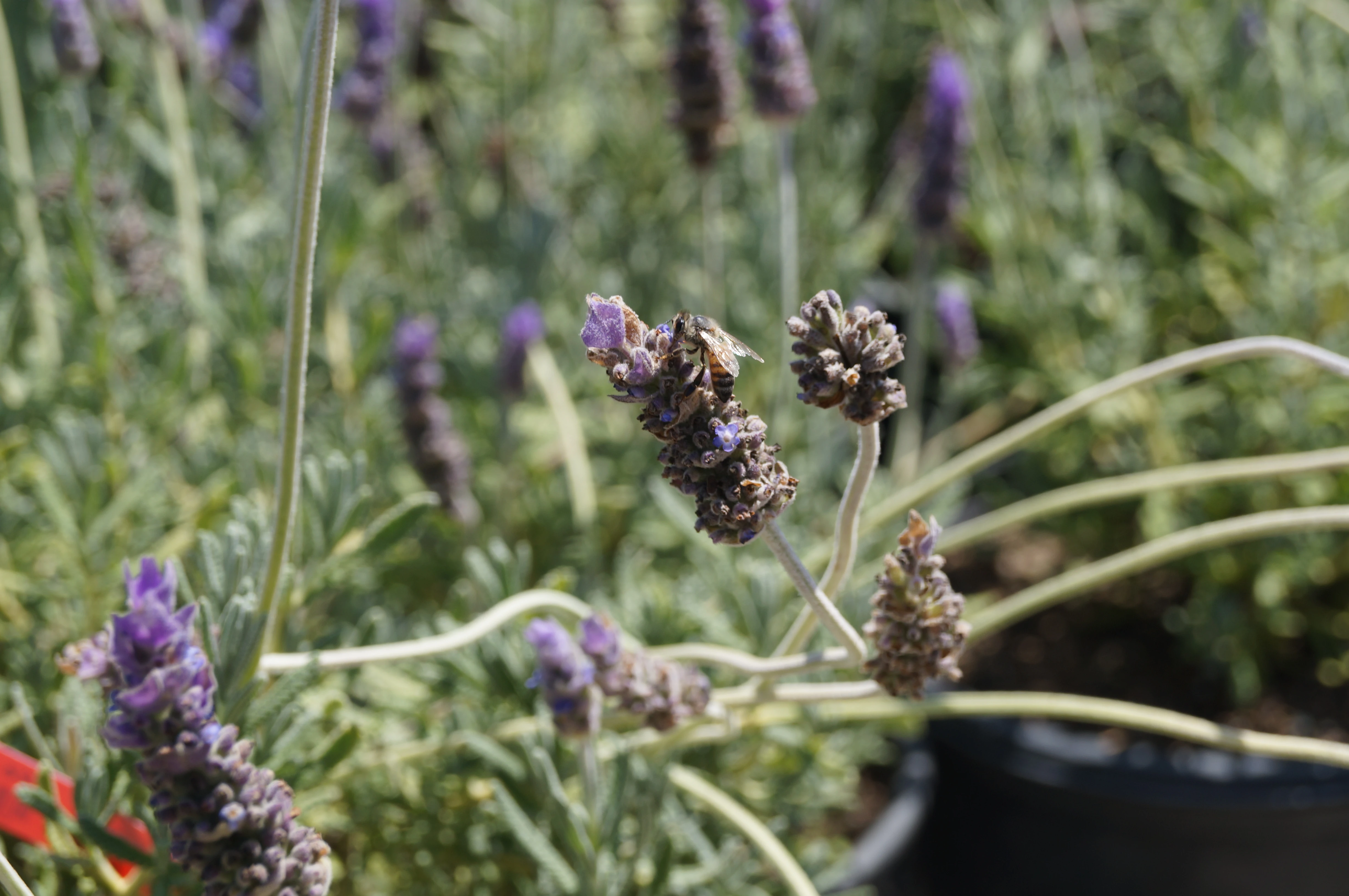 Quality nursery stock and garden supplies