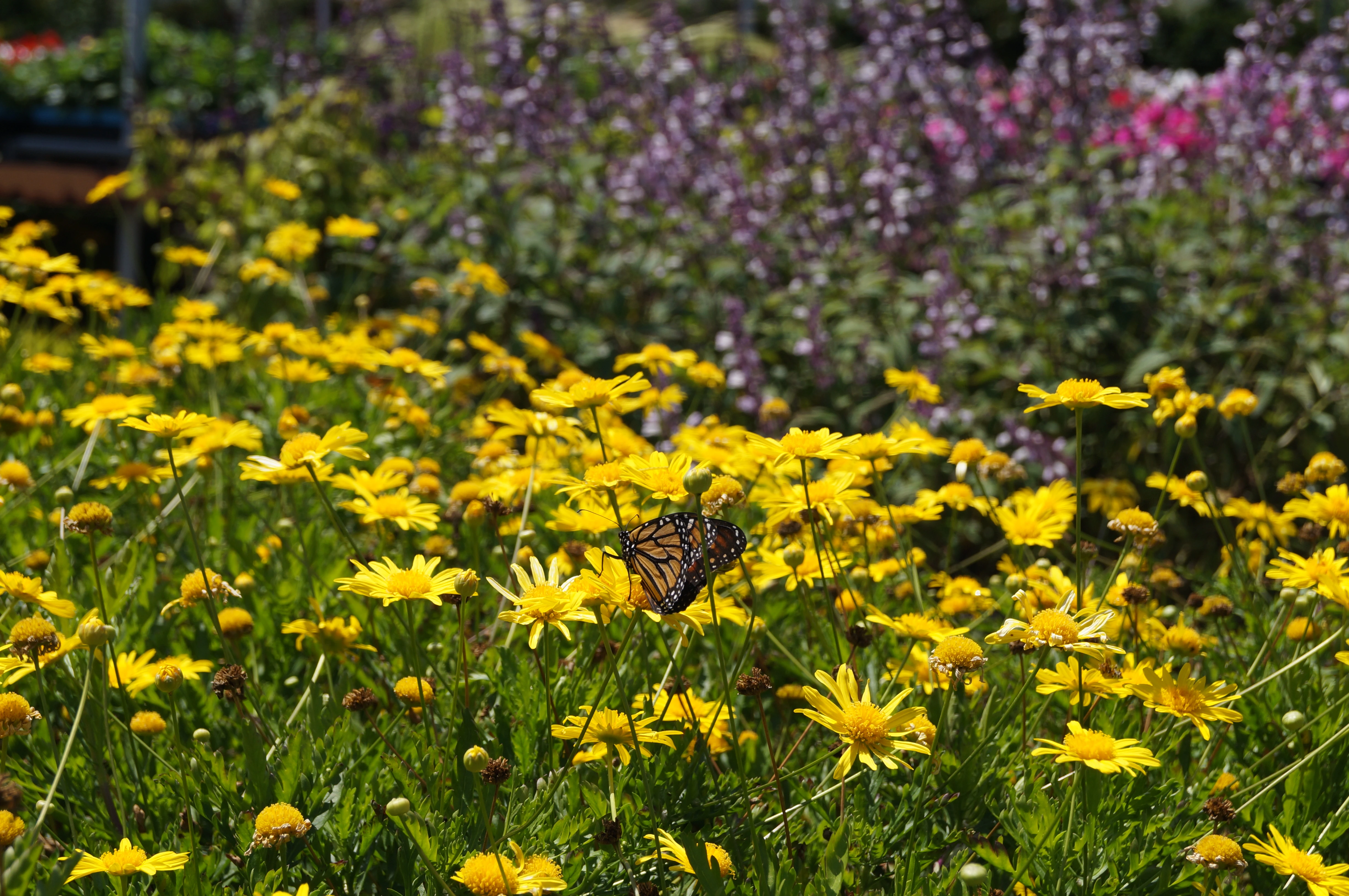 Diverse plant selection for Southern California