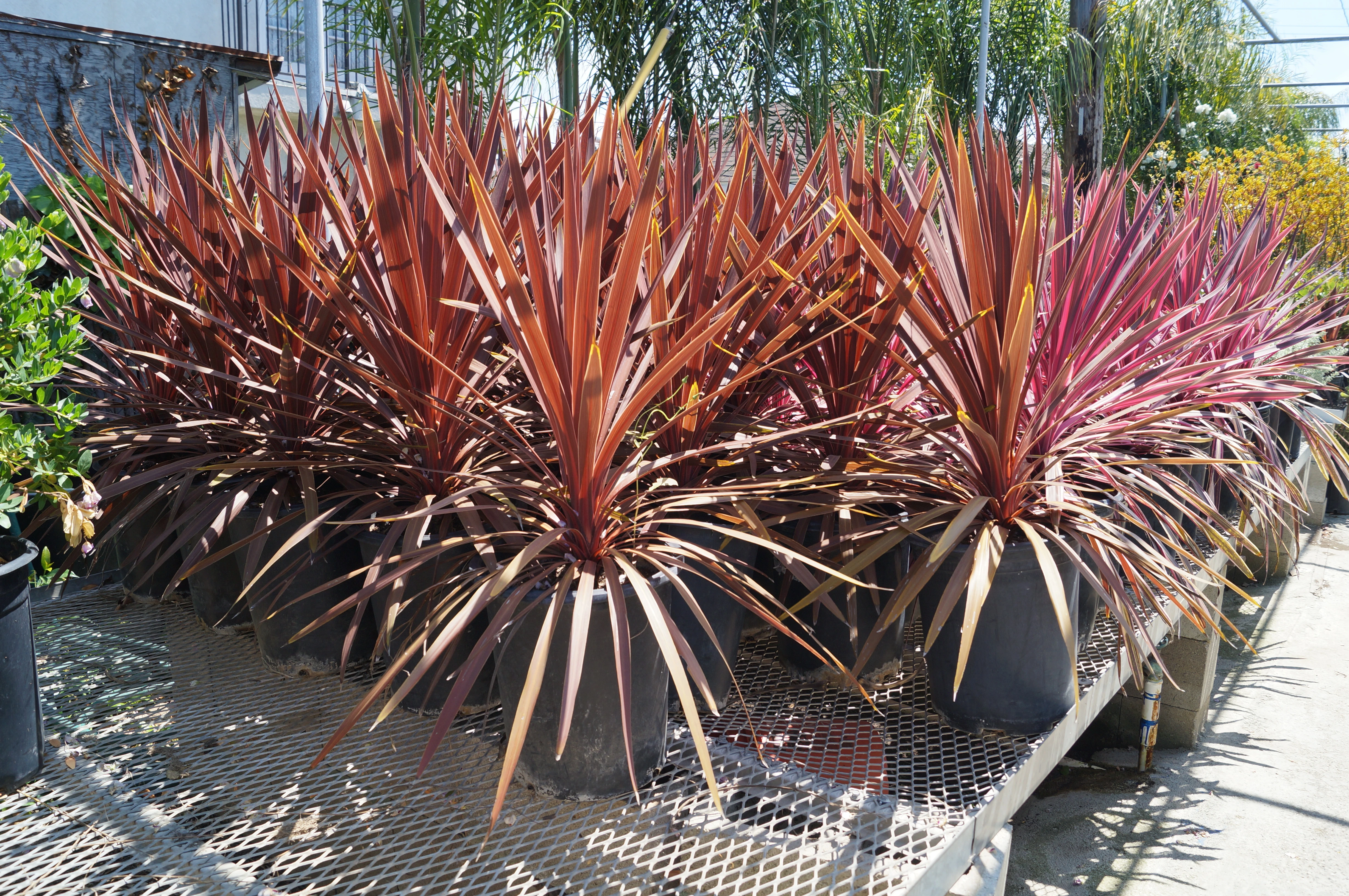 Professional growing facilities