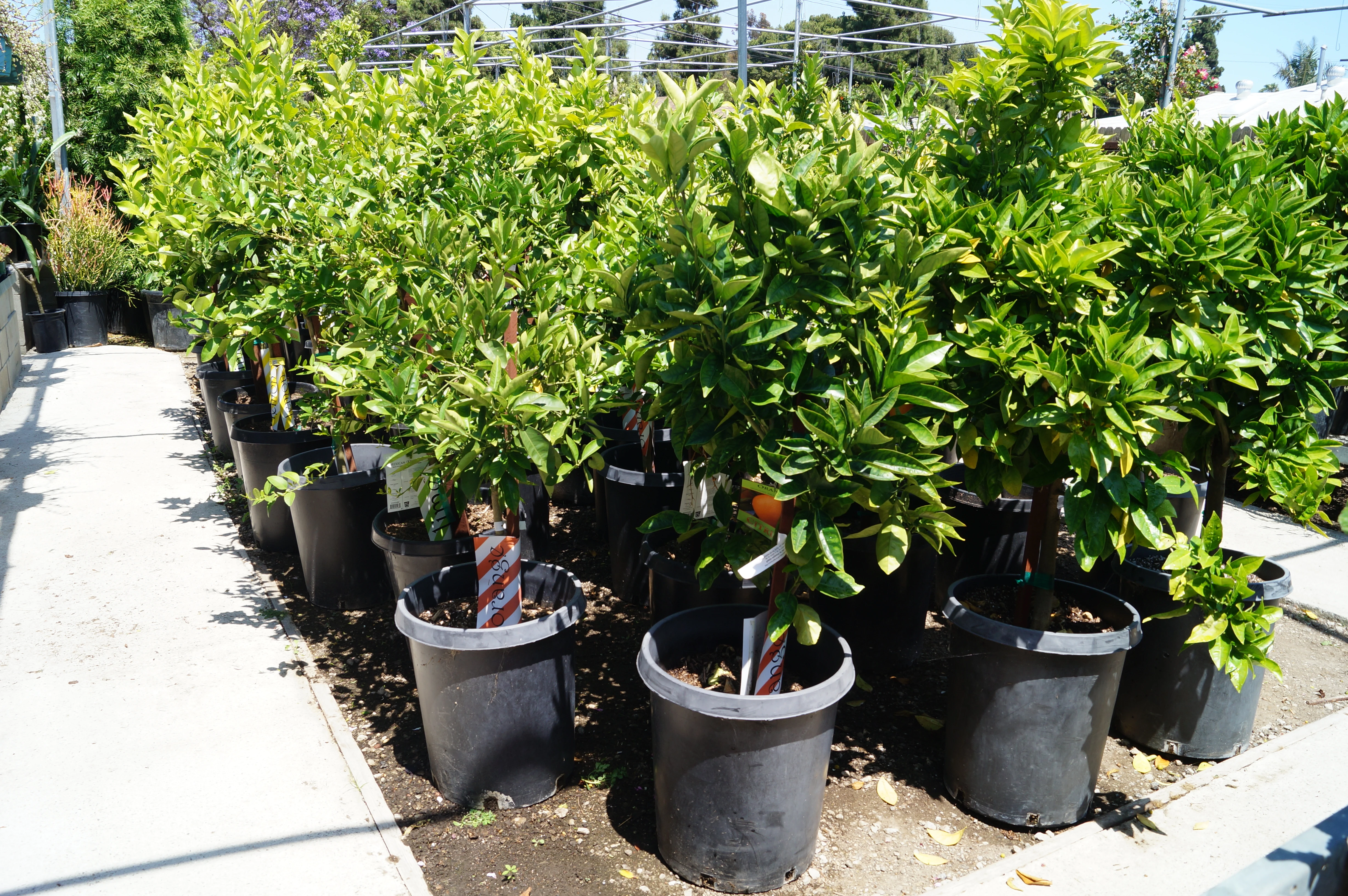 Expert plant care and cultivation