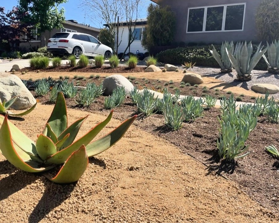 Landscaping plants