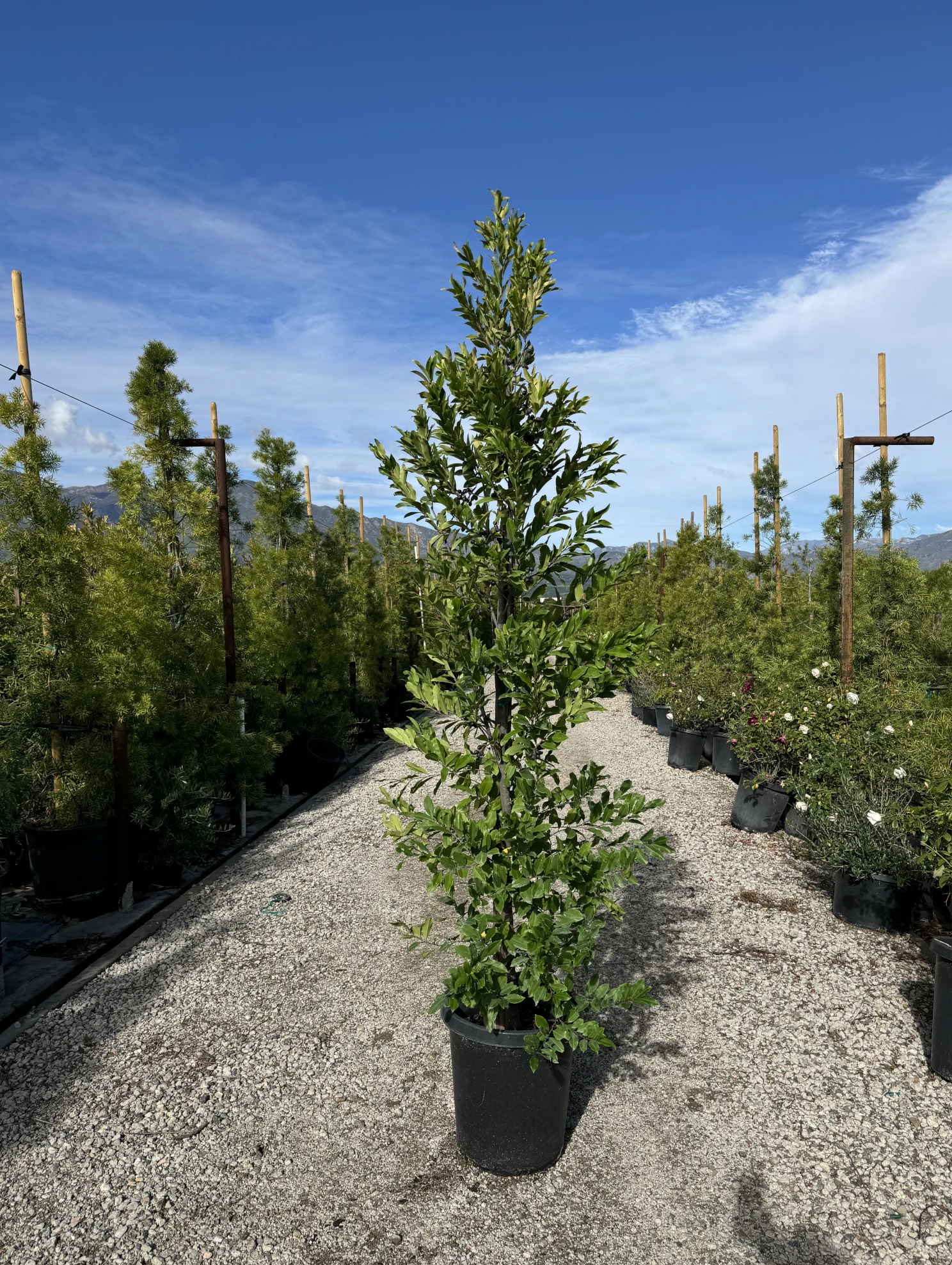 Carolina Cherry Laurel hedge with glossy green leaves at VN Nursery