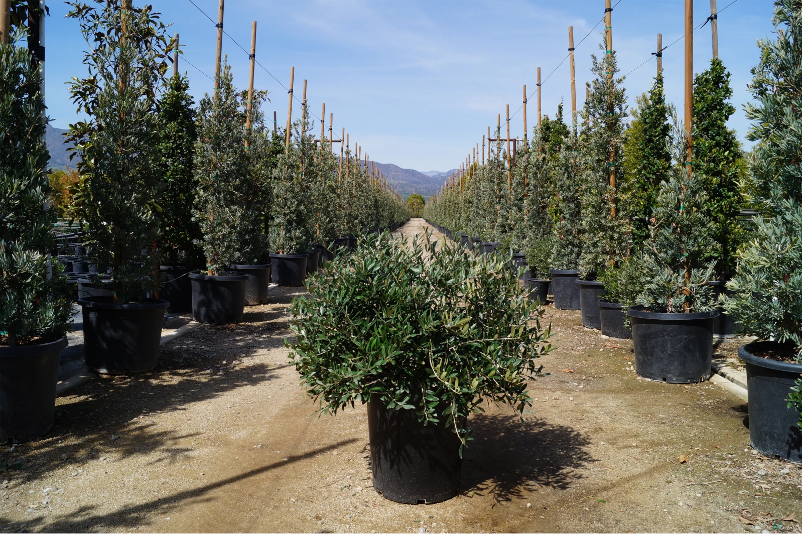 Non-Fruiting Olive tree