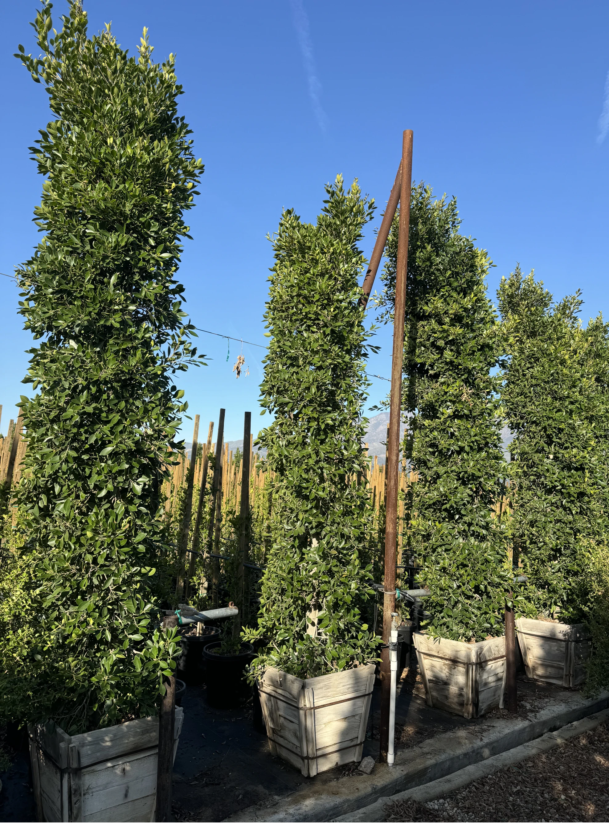 Field-grown Ficus Nitida hedge stock at VN Nursery