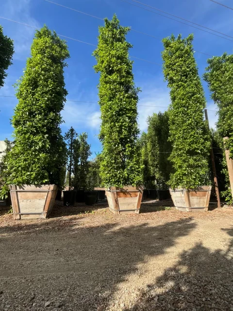 30-gallon Ficus Nitida hedges in wooden containers at VN Nursery