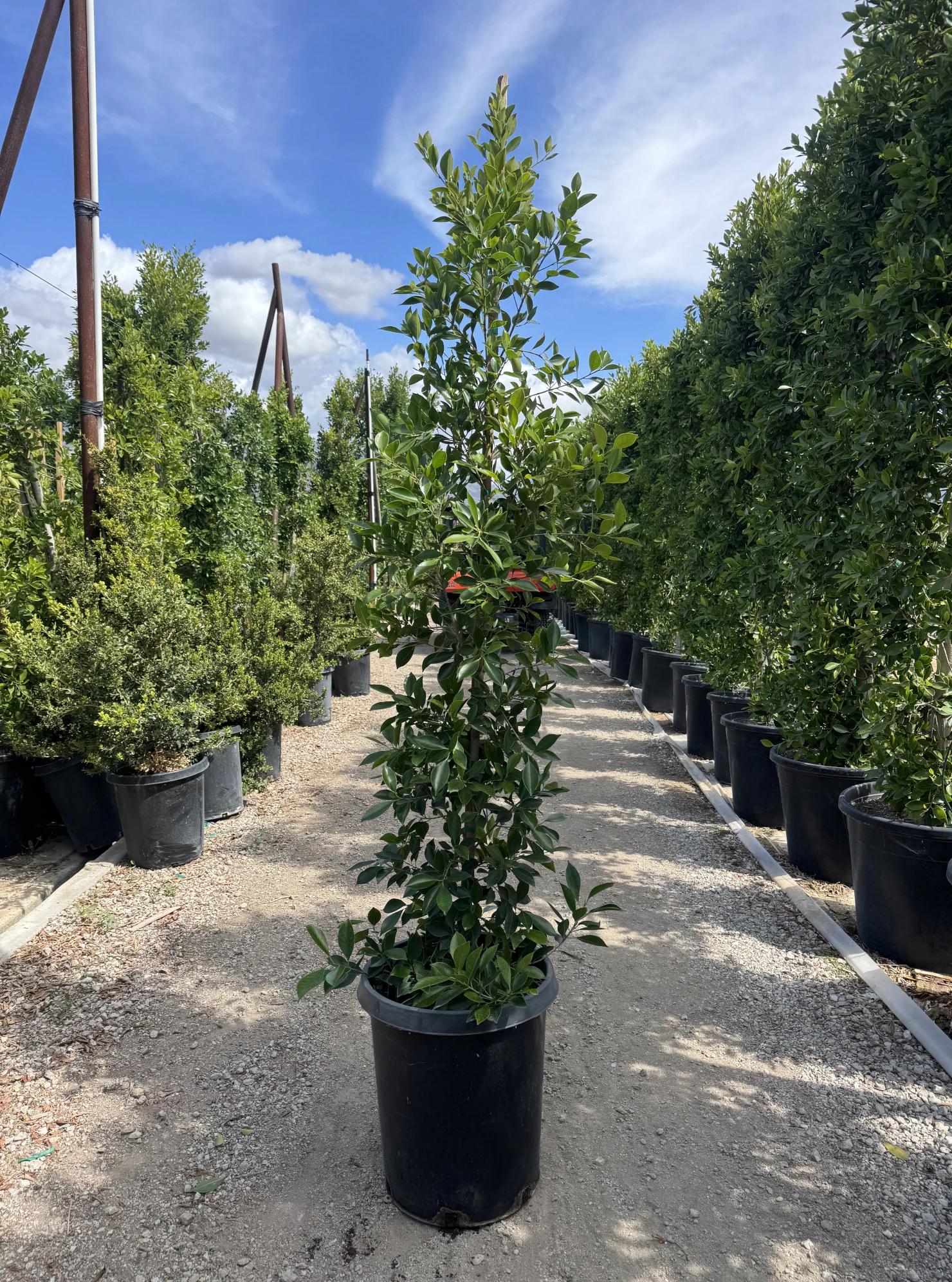 Field-grown Ficus Nitida hedge in a 15-gallon container at VN Nursery