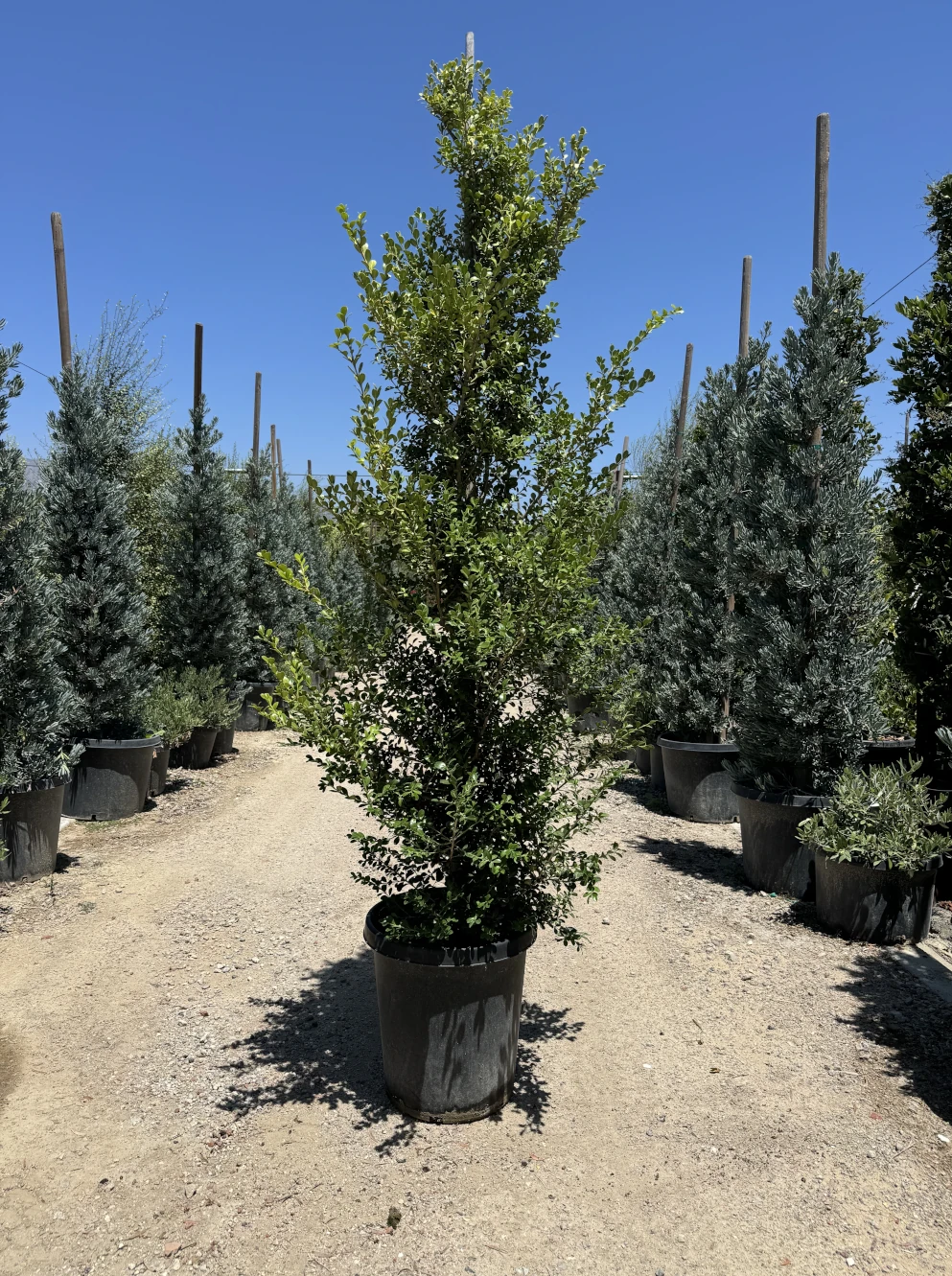 Japanese Boxwood column grown at VN Nursery