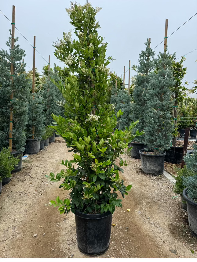 Ligustrum Texanum