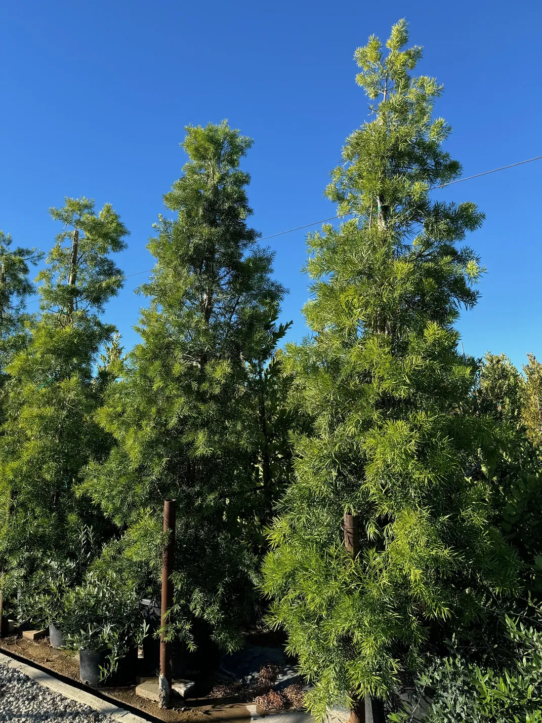 Podocarpus Gracilior