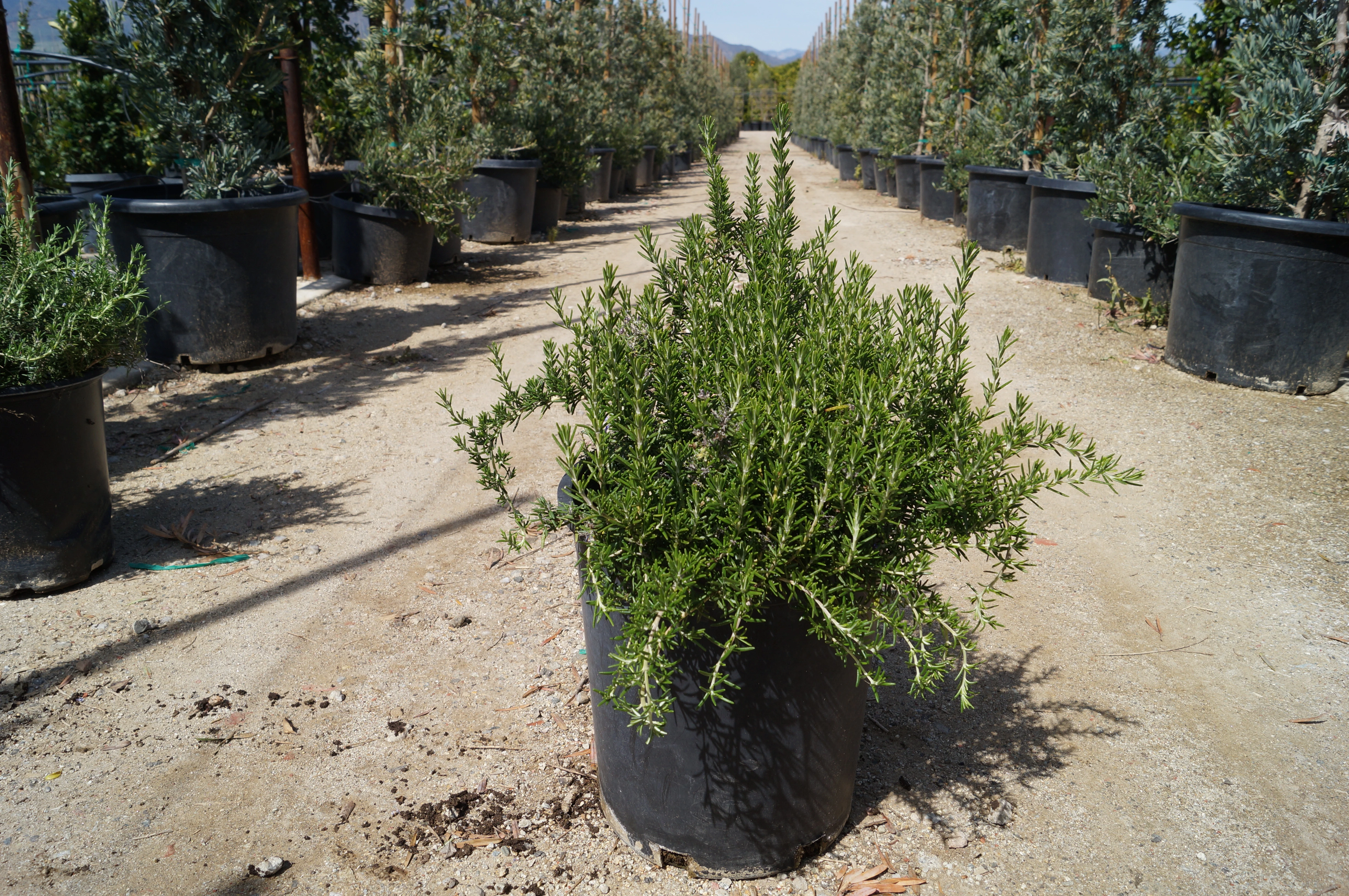 Herbs and aromatics