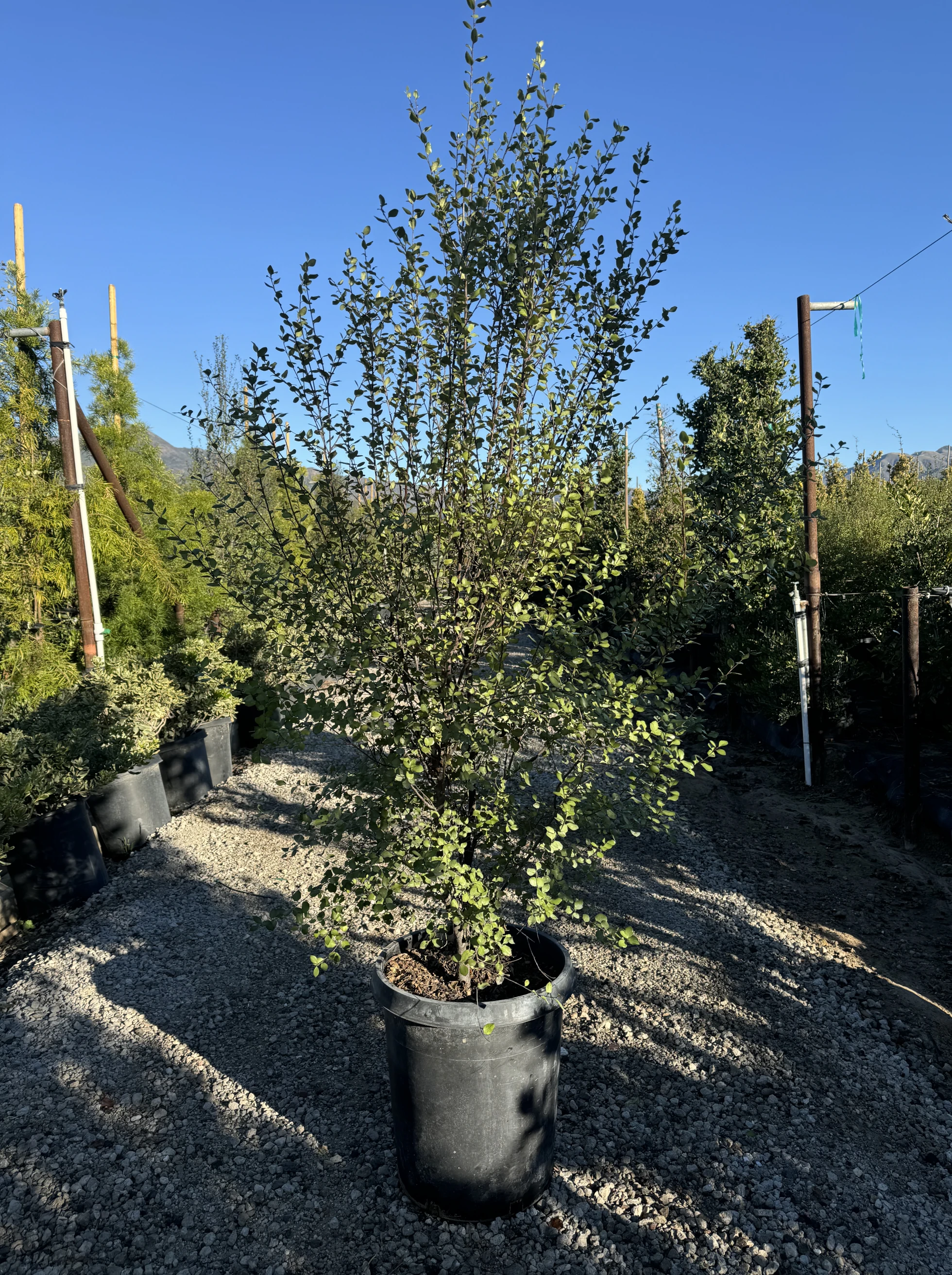 Pittosporum Silver Sheen screening plant in a 15-gallon container at VN Nursery