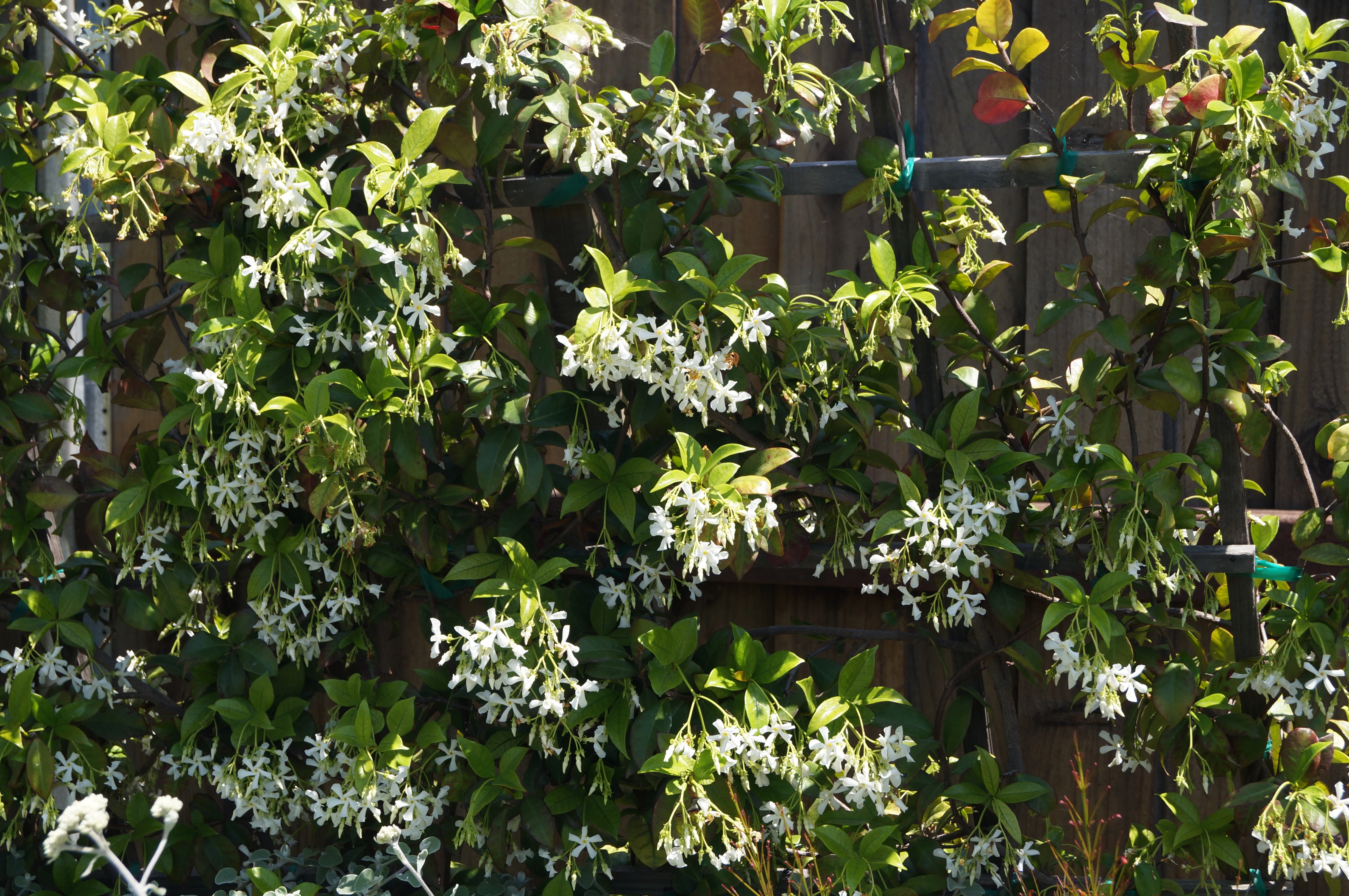 Vines and climbers