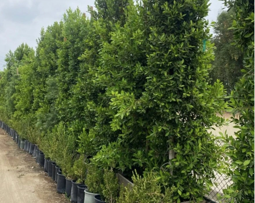 Privacy hedges